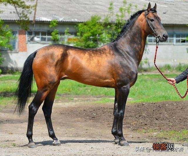 关羽的汗血宝马到底是有多么珍贵？