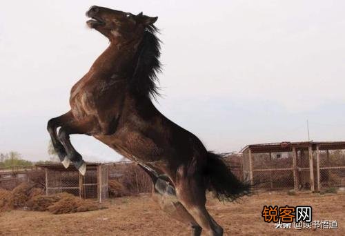 关羽的汗血宝马到底是有多么珍贵？