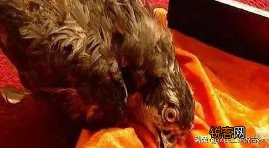 为什么十四阿哥不支持雍正,而支持八阿哥？