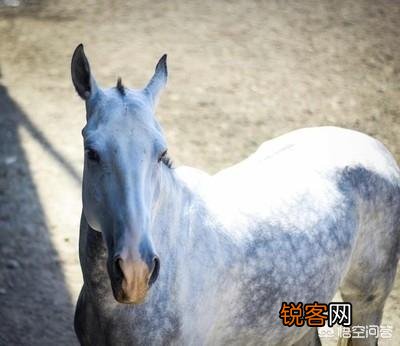 古代一匹汗血宝马多少钱？