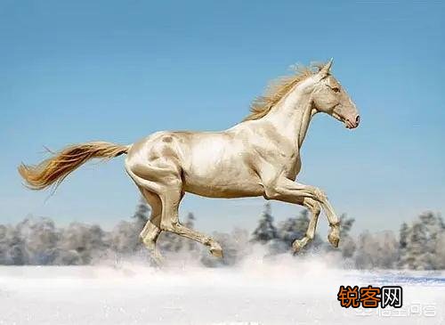 古代一匹汗血宝马多少钱？