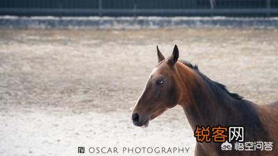 古代一匹汗血宝马多少钱？