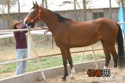 古代一匹汗血宝马多少钱？