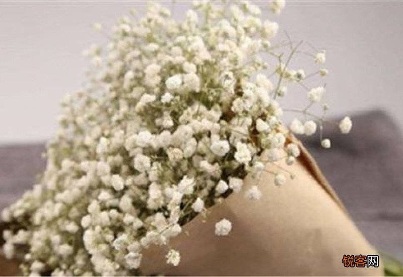 用于道歉的花有什么花