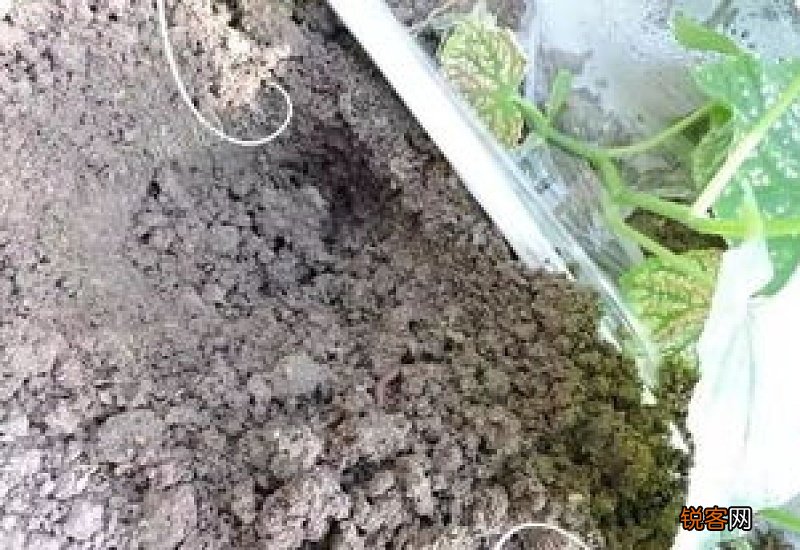 植物一般浇多少水