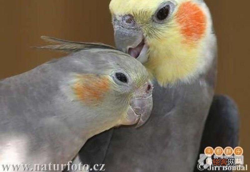 玄凤鹦鹉能吃水果吗?