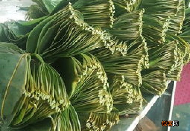 新鲜粽子叶有毒吗