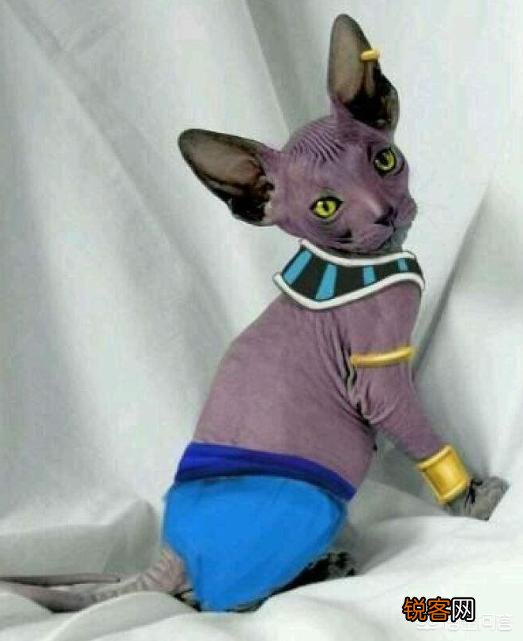 龙珠：历代传说中的“超级赛亚人”是被比鲁斯杀死了吗？