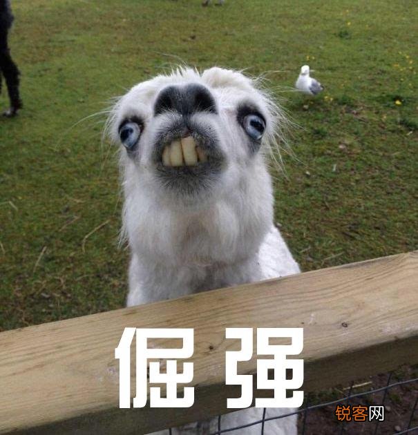 你用过几款洗发水？感觉哪款最好用？