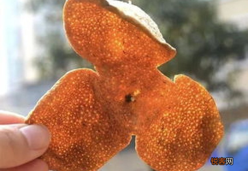 川陈皮和广陈皮有什么区别