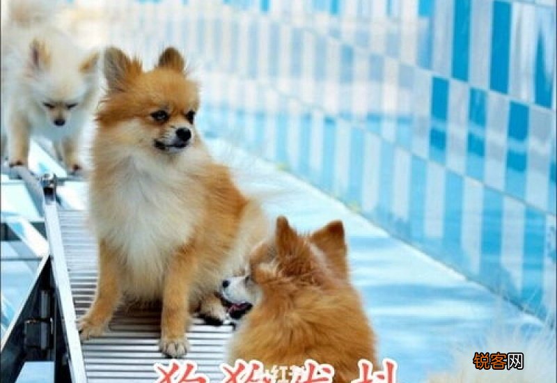 狗狗总是发抖是怎么回事