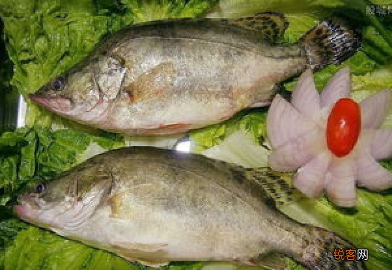 桂鱼的营养价值有哪些 桂鱼的功效与作用有哪些