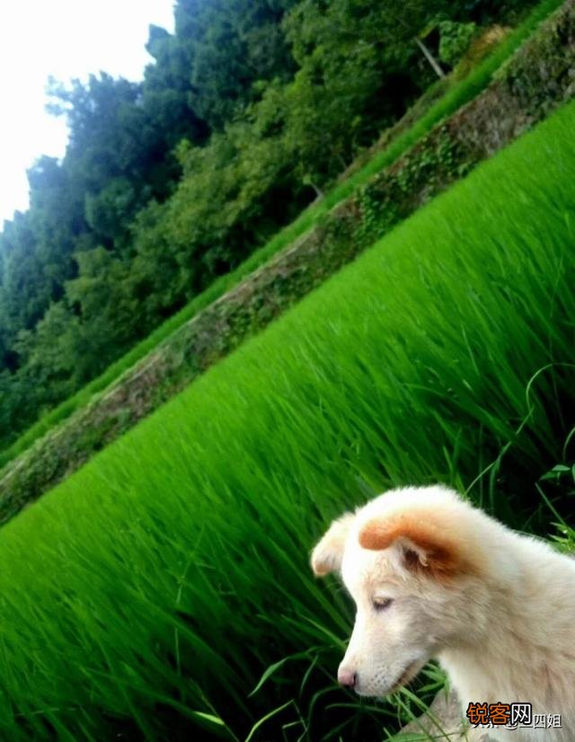 你们家乡现在风景美吗？分享一下田间地头好吗？