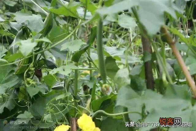 你们家乡现在风景美吗？分享一下田间地头好吗？