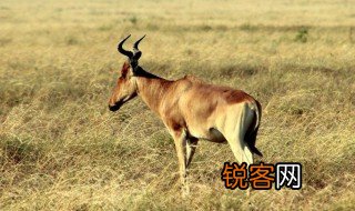 为什么羚羊只睡一个小时左右 羚羊是什么姿势入睡的