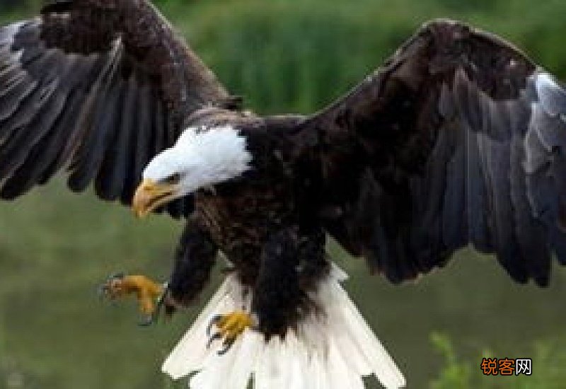 鹰组词_鹰的组词_鹰字怎么组词