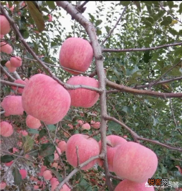 想发展苹果,种植什么品种合适呢？
