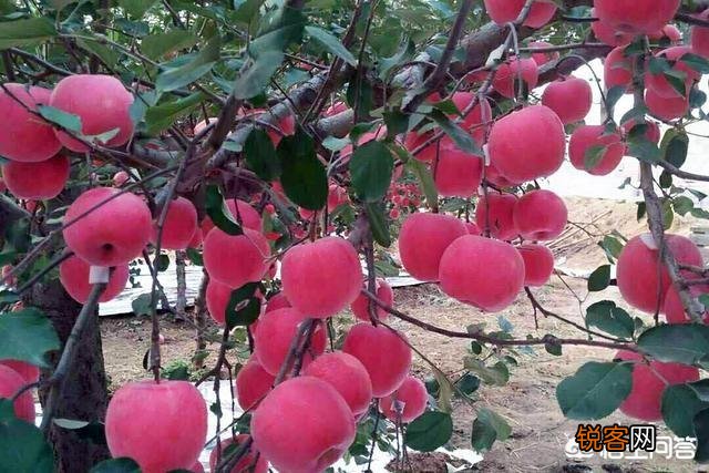 想发展苹果,种植什么品种合适呢？