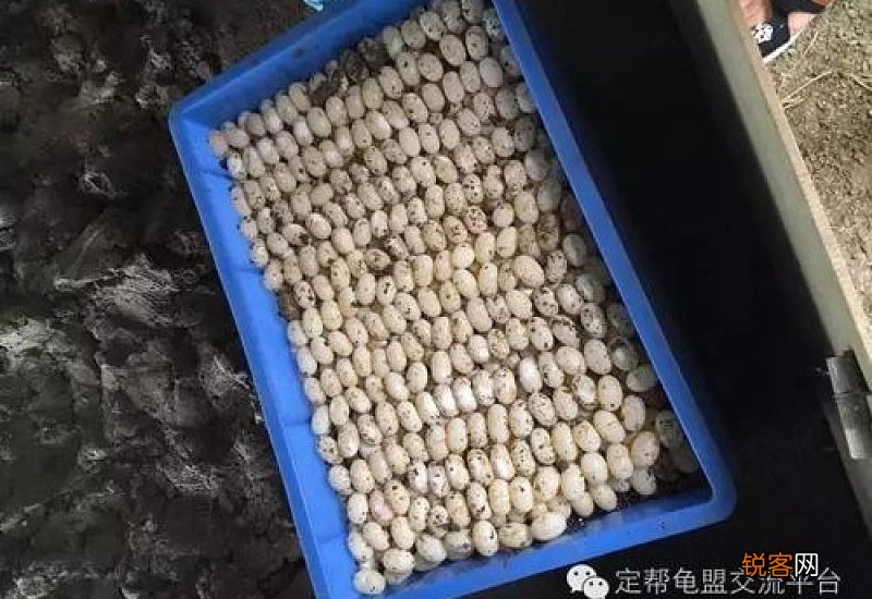 龟蛋的功效和吃法