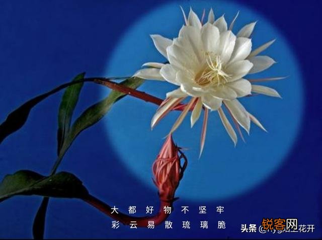 世间好物不坚牢,彩云易散琉璃脆。真是这样的吗？