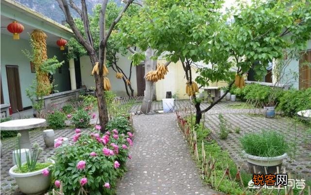 假如你在农村有一个院子,你打算种菜还是种花呢？