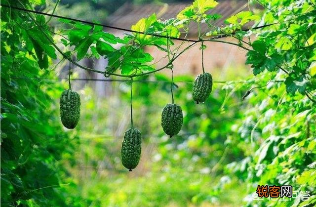 假如你在农村有一个院子,你打算种菜还是种花呢？