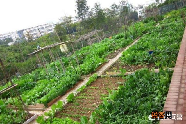 假如你在农村有一个院子,你打算种菜还是种花呢？