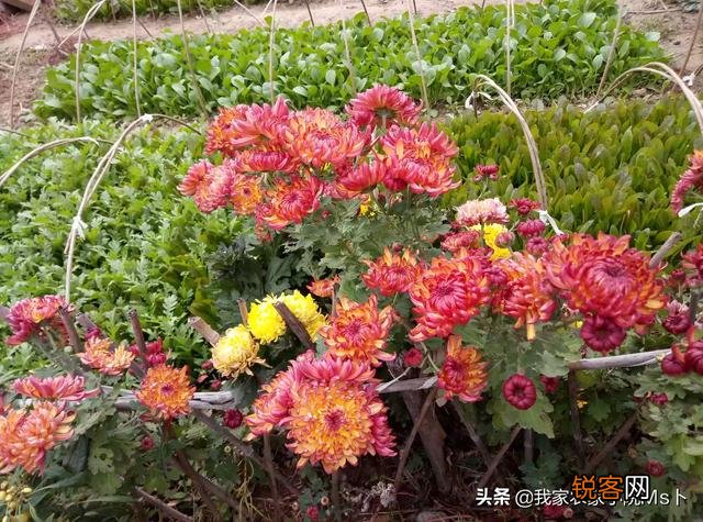 假如你在农村有一个院子,你打算种菜还是种花呢？