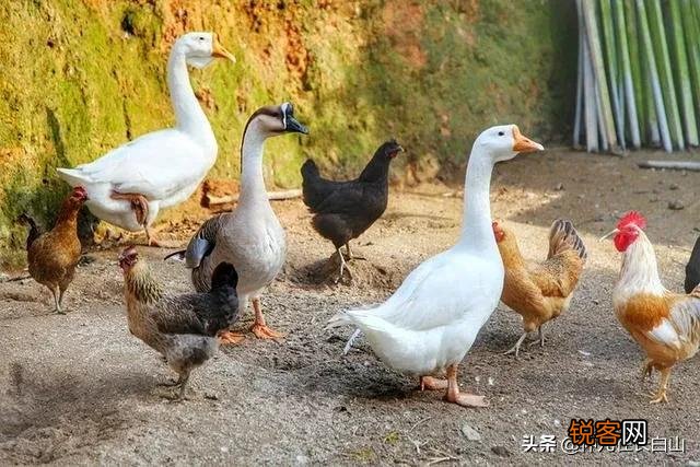 为什么感觉有些东北人即使没有那么有钱,但还活的那么开心？