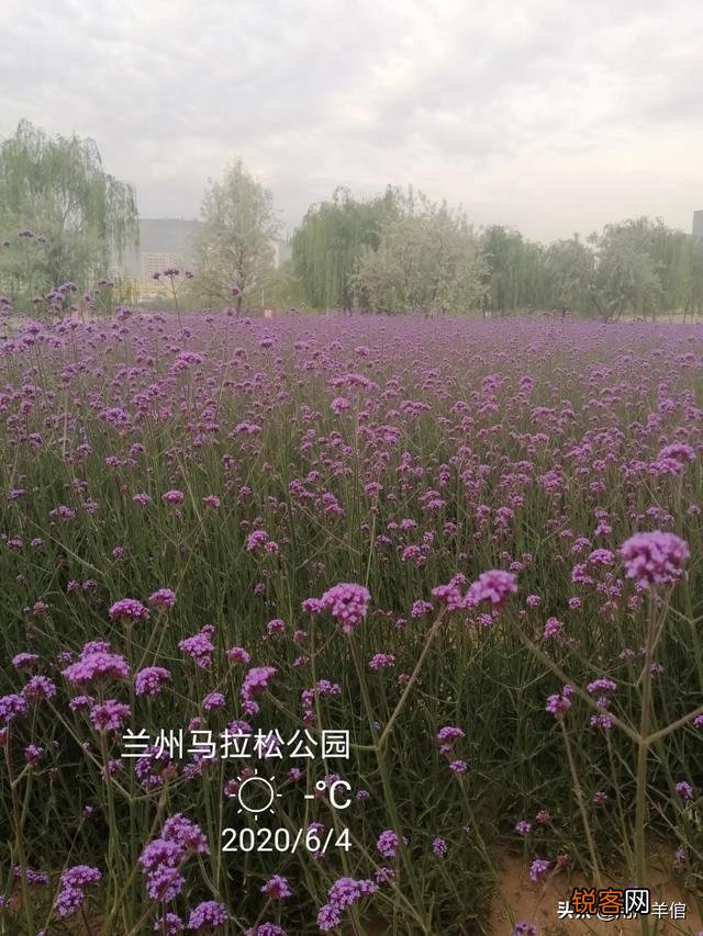 2020年,你拍的最好的家乡照片是哪一张？