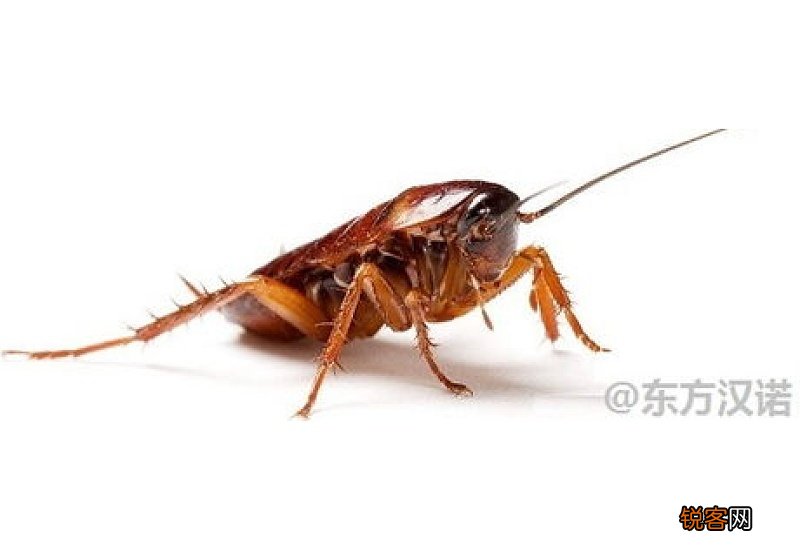 家里厨房有蟑螂怎么能根除