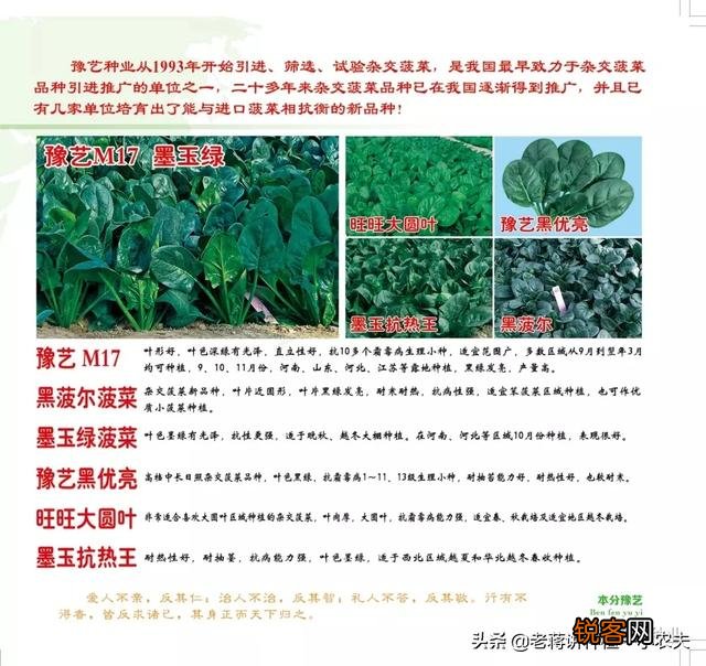 蔬菜怎么种才能种的好？