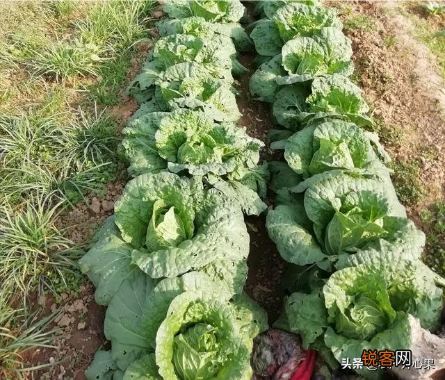 蔬菜怎么种才能种的好？