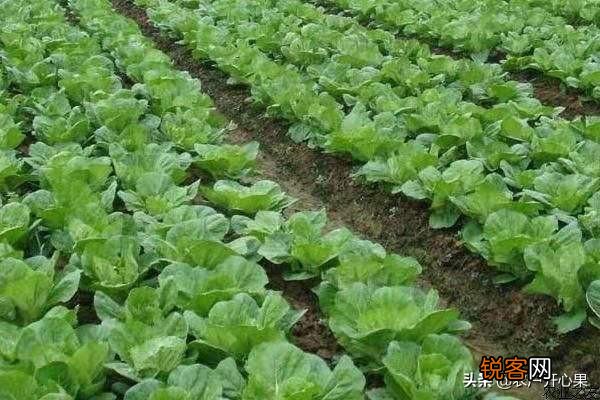 蔬菜怎么种才能种的好？