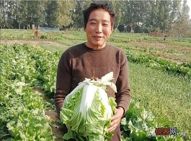 蔬菜怎么种才能种的好？