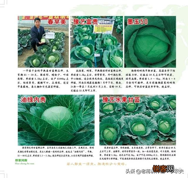 蔬菜怎么种才能种的好？
