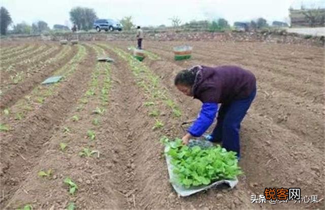 蔬菜怎么种才能种的好？