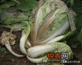 蔬菜怎么种才能种的好？