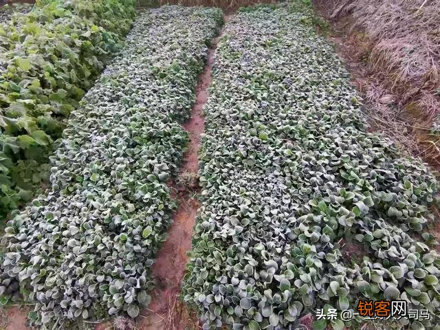 蔬菜怎么种才能种的好？