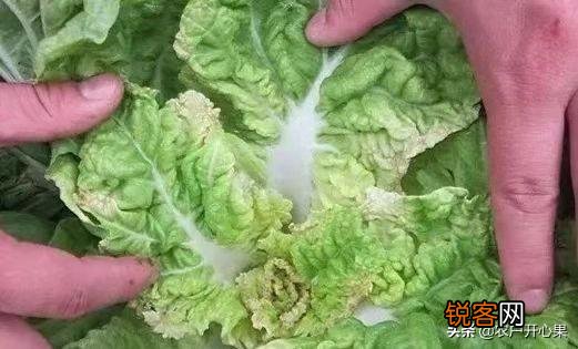 蔬菜怎么种才能种的好？
