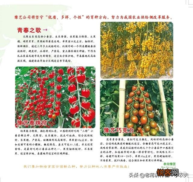 蔬菜怎么种才能种的好？