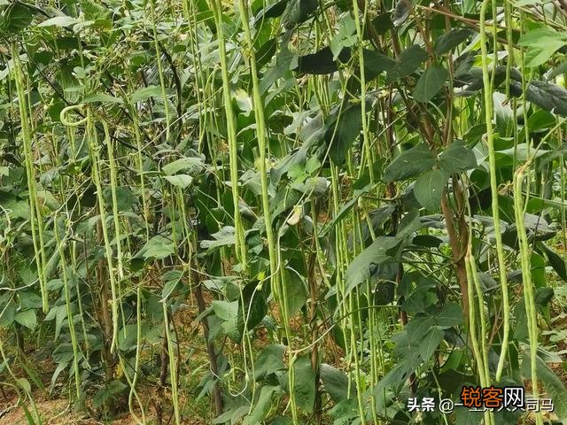 蔬菜怎么种才能种的好？