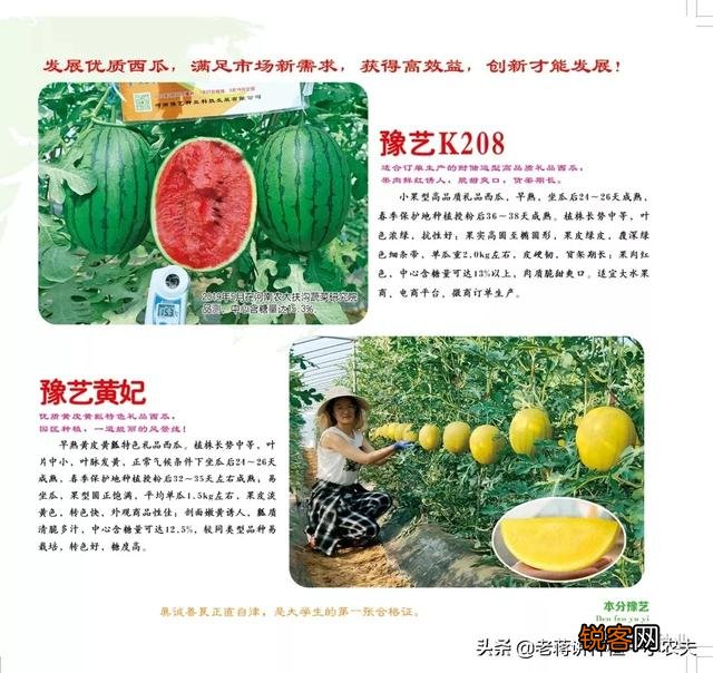 蔬菜怎么种才能种的好？