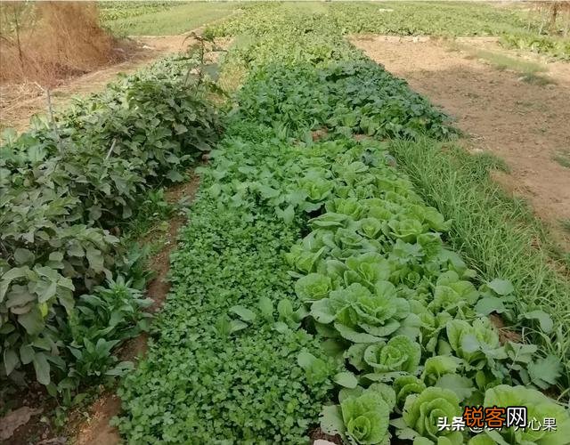 蔬菜怎么种才能种的好？