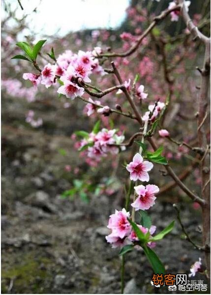 谁能写几首关于花的诗词？