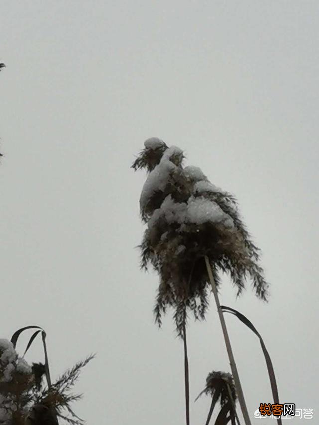 你喜欢雪吗？为什么？
