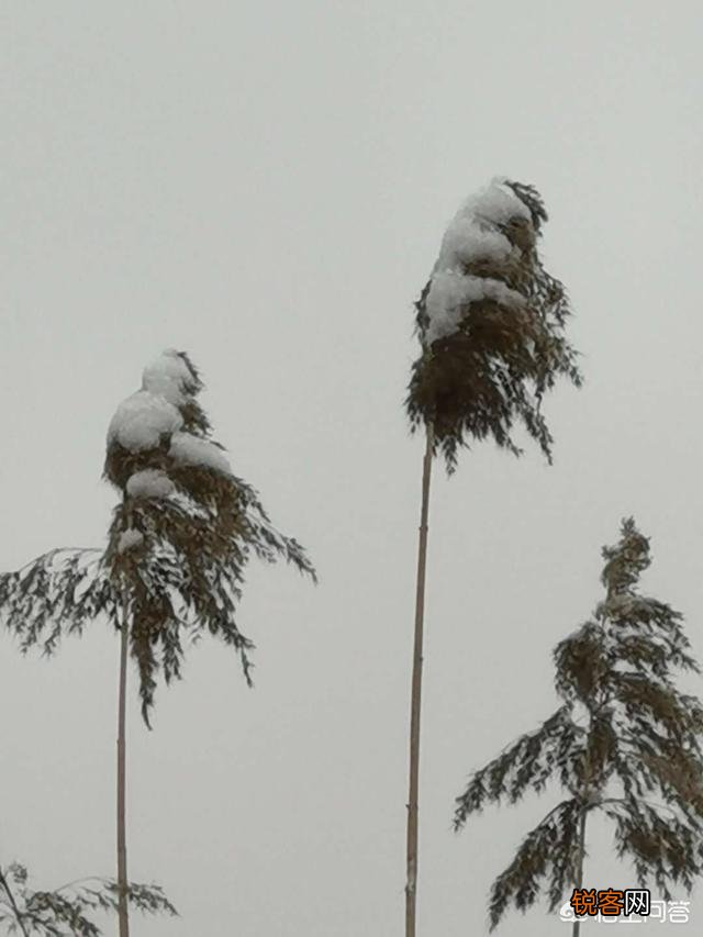 你喜欢雪吗？为什么？