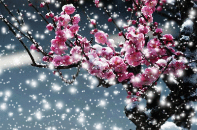 你喜欢雪吗？为什么？