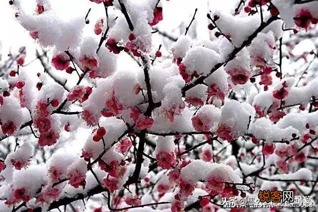 你喜欢雪吗？为什么？