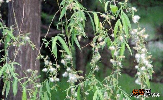 都说曾巩的《咏柳》写得好,到底有何出彩之处？